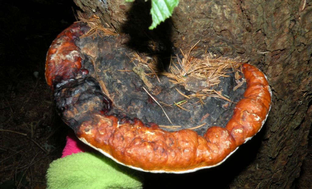 Vecchia foto di Ganoderma sp